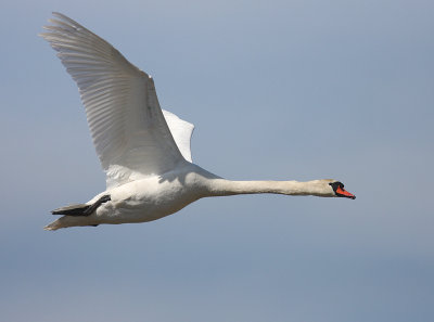 Knlsvan [Mute Swan] (IMG_4654)