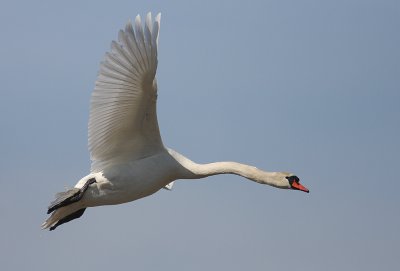 Knlsvan [Mute Swan] (IMG_4656)