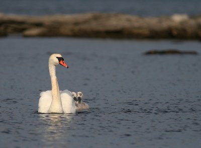 Knlsvan [Mute Swan] (IMG_6714)