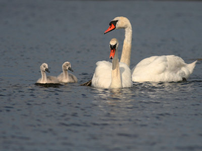 Knlsvan [Mute Swan] (IMG_6715)