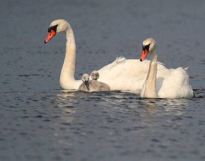 Knlsvan [Mute Swan] (IMG_6716)