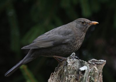 Koltrast [Common Blackbird] (IMG_0413)