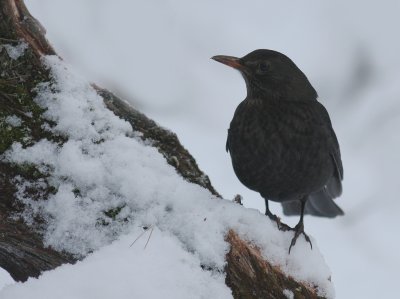 Koltrast [Common Blackbird] (IMG_2173)