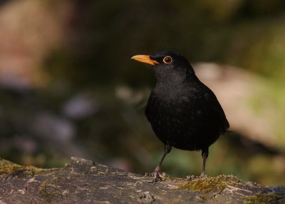 Koltrast [Common Blackbird] (IMG_3533)