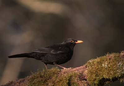 Koltrast [Common Blackbird] (IMG_3545)