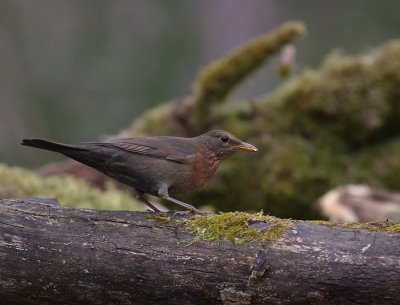 Koltrast [Common Blackbird] (IMG_3703-koltrast.jpg