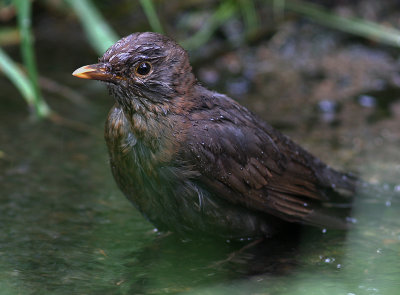 Koltrast [Common Blackbird] (IMG_9246)