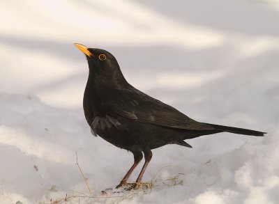Koltrast [Common Blackbird] (IMG_9325)