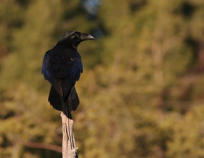 Korp [Common Raven] (IMG_3288)