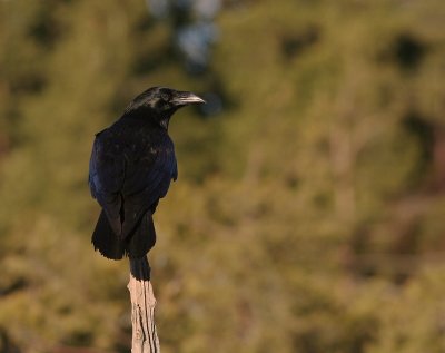 Korp [Common Raven] (IMG_3303)