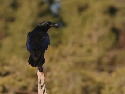 Korp [Common Raven] (IMG_3306)