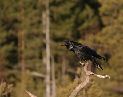 Korp [Common Raven] (IMG_3341)