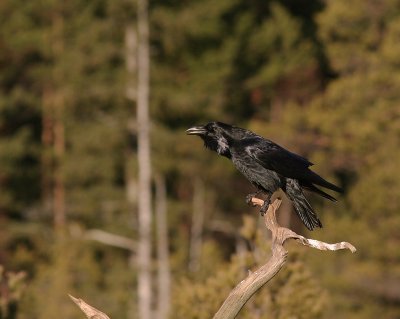 Korp [Common Raven] (IMG_3342)