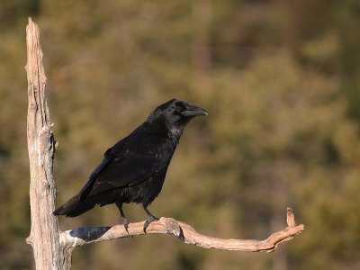 Korp [Common Raven] (IMG_3501)