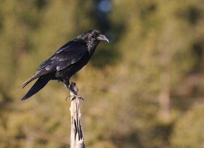 Korp [Common Raven] (IMG_3541)