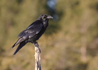 Korp [Common Raven] (IMG_3544)