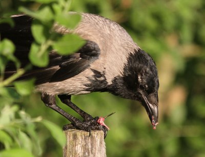 Krka [Carrion Crow] (IMG_6467)