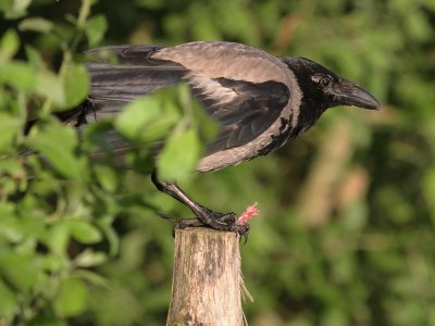 Krka [Carrion Crow] (IMG_6472)