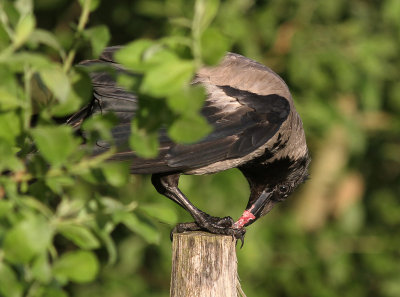 Krka [Carrion Crow] (IMG_6474)