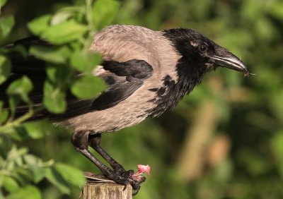 Krka [Carrion Crow] (IMG_6479)