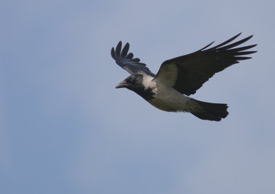 Krka [Carrion Crow] (IMG_6635)