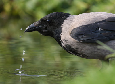 Krka [Carrion Crow] (IMG_9523)