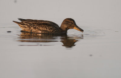 Kricka  [Common Teal] (IMG_7025)