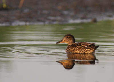 Kricka  [Common Teal] (IMG_7043)