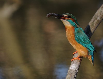 Kungsfiskare [Common Kingfisher] (IMG_3283)