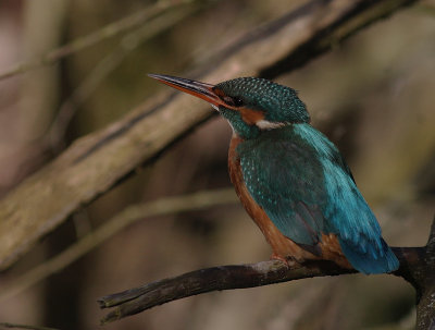 Kungsfiskare [Common Kingfisher] (IMG_3786)