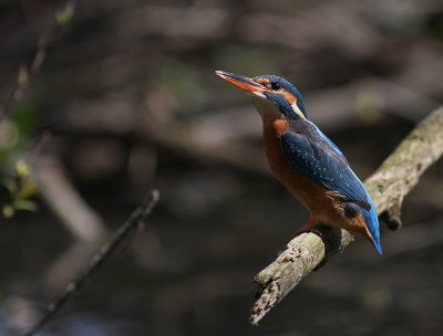 Kungsfiskare [Common Kingfisher] (IMG_3828)