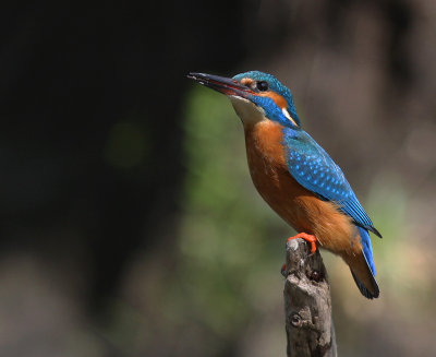 Kungsfiskare [Common Kingfisher] (IMG_3856)