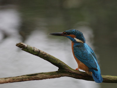 Kungsfiskare [Common Kingfisher] (IMG_3890)