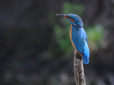 Kungsfiskare [Common Kingfisher] (IMG_3969)