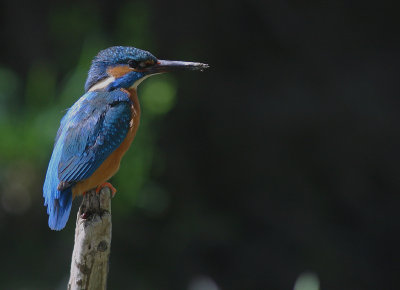 Kungsfiskare [Common Kingfisher] (IMG_4354)
