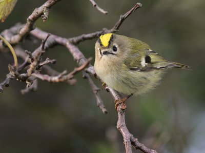 Kungsfgel  [Goldcrest] (IMG_2545)