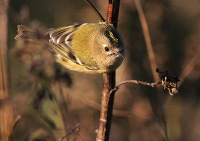 Kungsfgel  [Goldcrest] (IMG_3801)