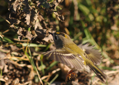 Kungsfgel  [Goldcrest] (IMG_3829)