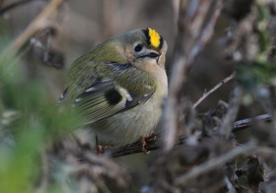 Kungsfgel  [Goldcrest] (IMG_3832)