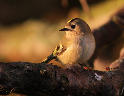 Kungsfgel  [Goldcrest] (IMG_3853)