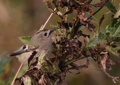Kungsfgel  [Goldcrest] (IMG_4361)