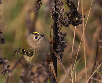 Kungsfgel  [Goldcrest] (IMG_4365)