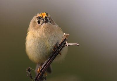 Kungsfgel  [Goldcrest] (IMG_4396)