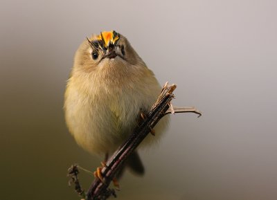 Kungsfgel  [Goldcrest] (IMG_4410)