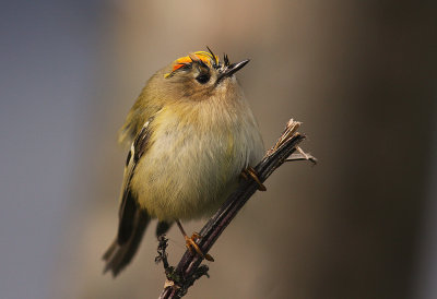 Kungsfgel  [Goldcrest] (IMG_4432)