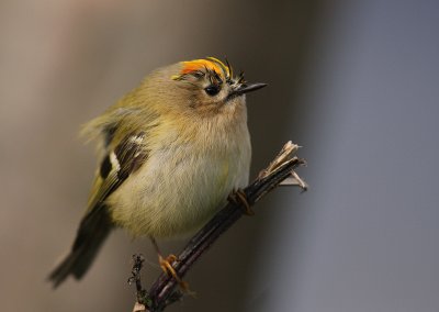 Kungsfgel  [Goldcrest] (IMG_4437)