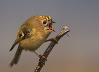 Kungsfgel  [Goldcrest] (IMG_4470)