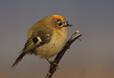 Kungsfgel  [Goldcrest] (IMG_4479)