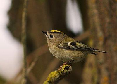 Kungsfgel  [Goldcrest] (IMG_4553)