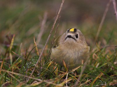 Kungsfgel  [Goldcrest] (IMG_4590)